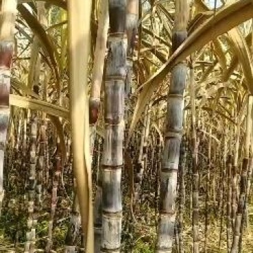 黑皮甘蔗，甜度高，无裂开，虫眼