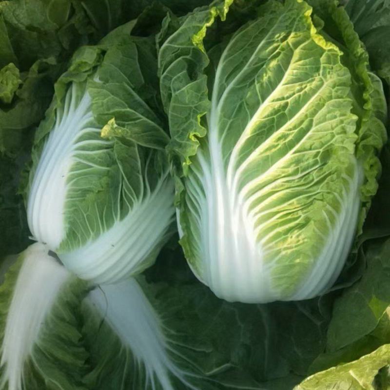 精品黄心大白菜净菜，456斤，质量保证，价格便宜，要的联
