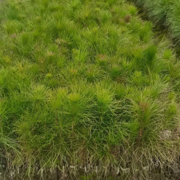 湿地松小苗，湿地松杯苗，2-3-4公分湿地松供应