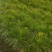 湿地松小苗，湿地松杯苗，2-3-4公分湿地松供应