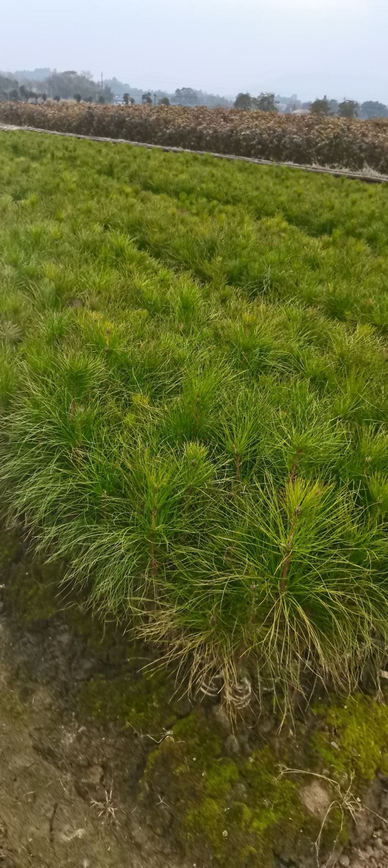 湿地松小苗，湿地松杯苗，2-3-4公分湿地松供应