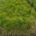湿地松小苗，湿地松杯苗，2-3-4公分湿地松供应