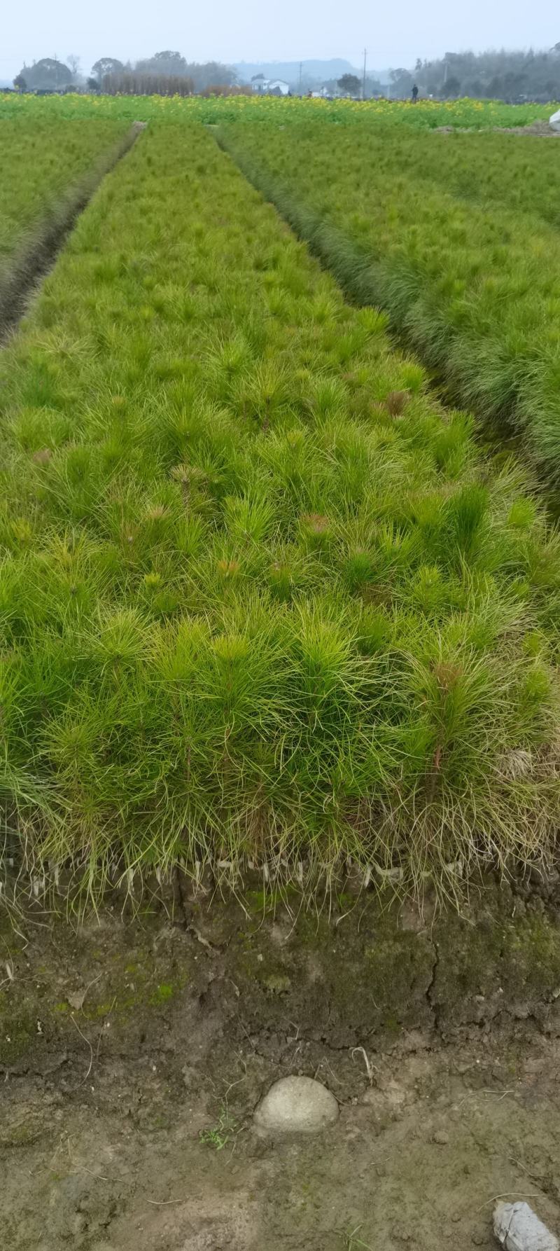 湿地松小苗，湿地松杯苗，2-3-4公分湿地松供应