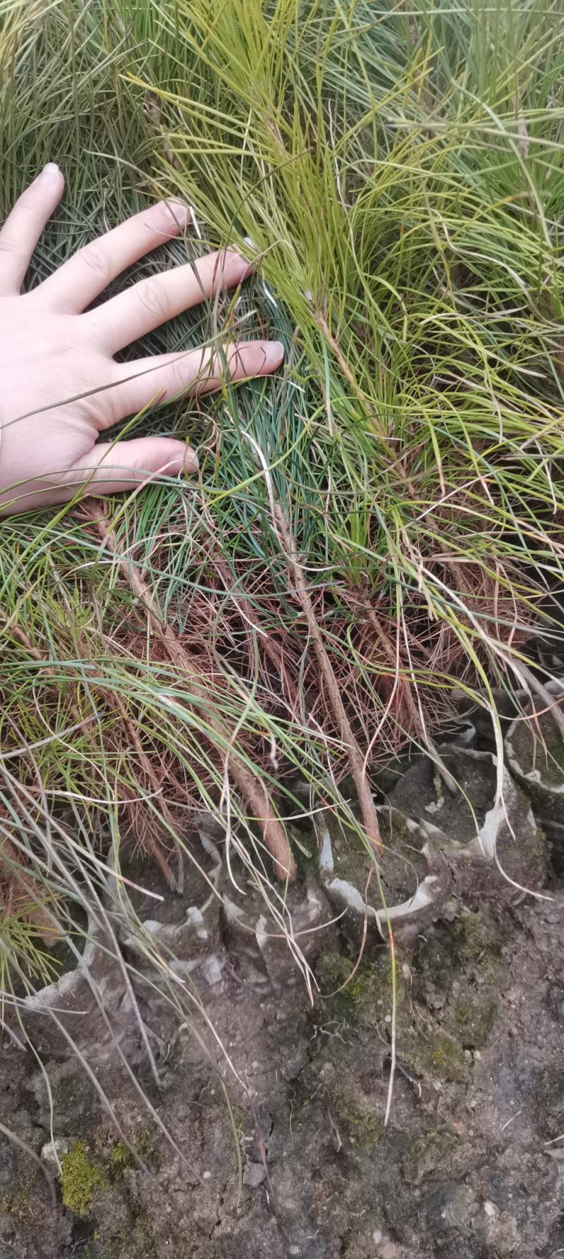 湿地松小苗，湿地松杯苗，2-3-4公分湿地松供应