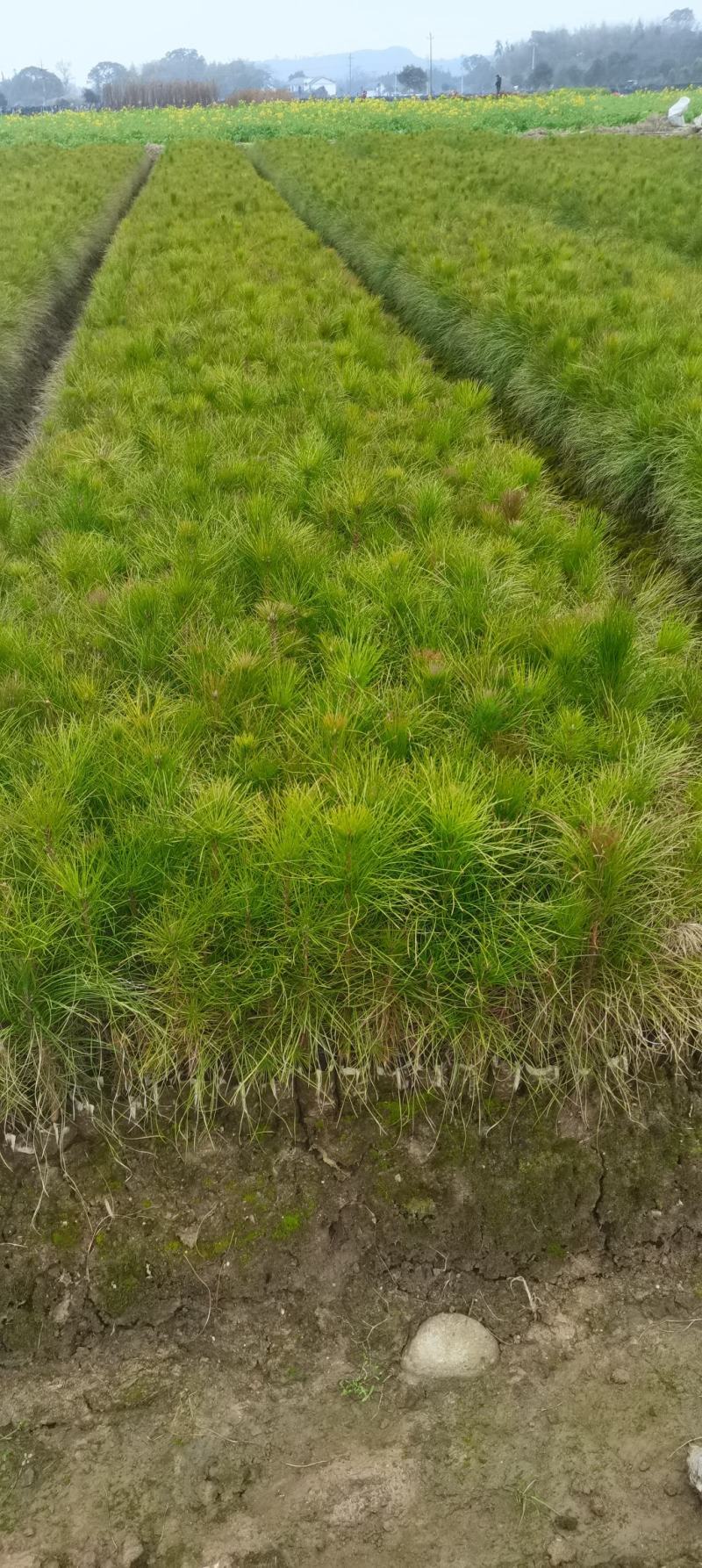 湿地松小苗，湿地松杯苗，2-3-4公分湿地松供应