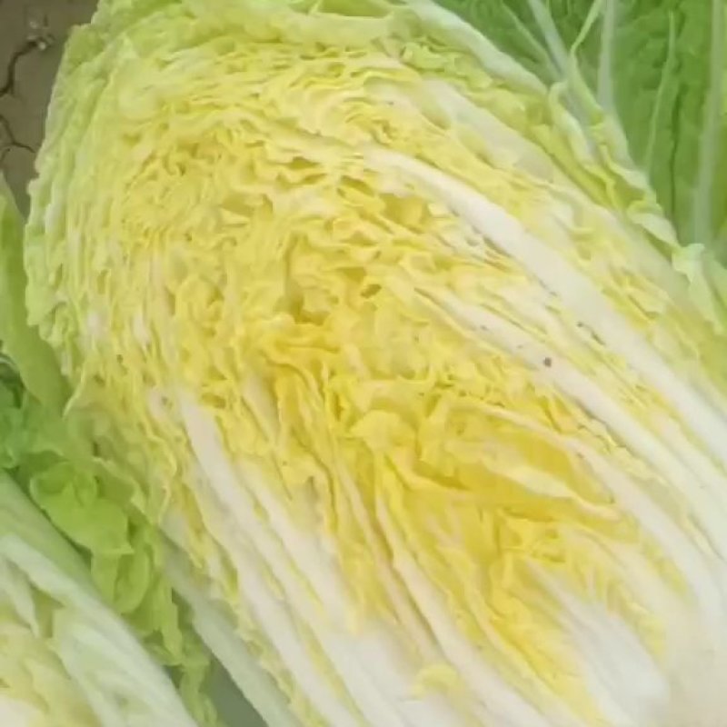 精品黄心大白菜净菜，456斤，质量保证，价格便宜，要的联
