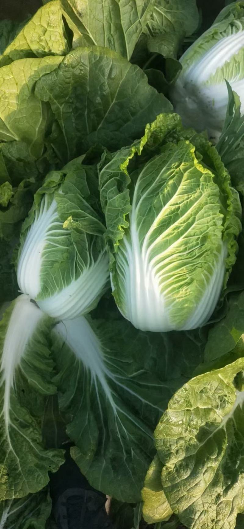 精品黄心大白菜净菜，456斤，质量保证，价格便宜，要的联
