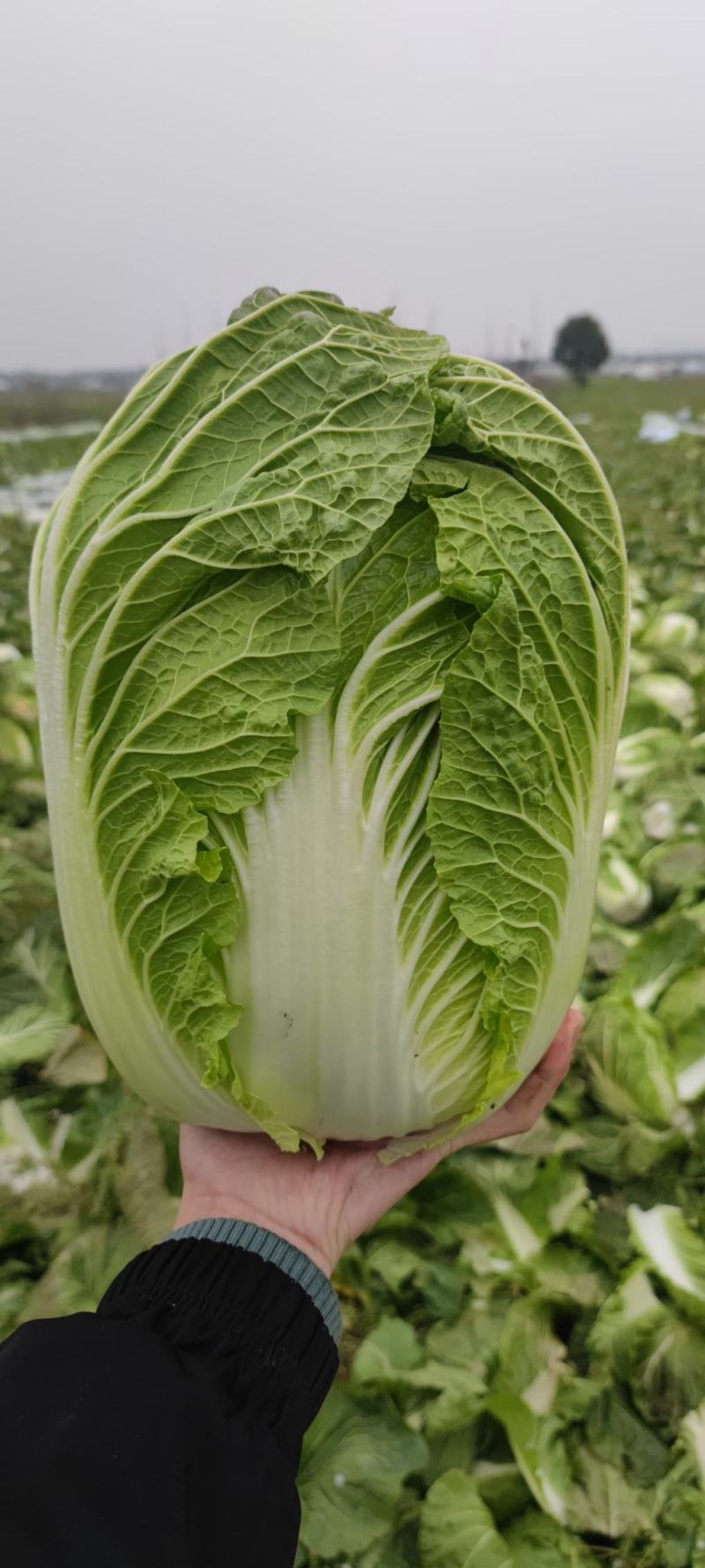 精品黄心大白菜净菜，456斤，质量保证，价格便宜，要的联