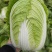 精品黄心大白菜净菜，456斤，质量保证，价格便宜，要的联