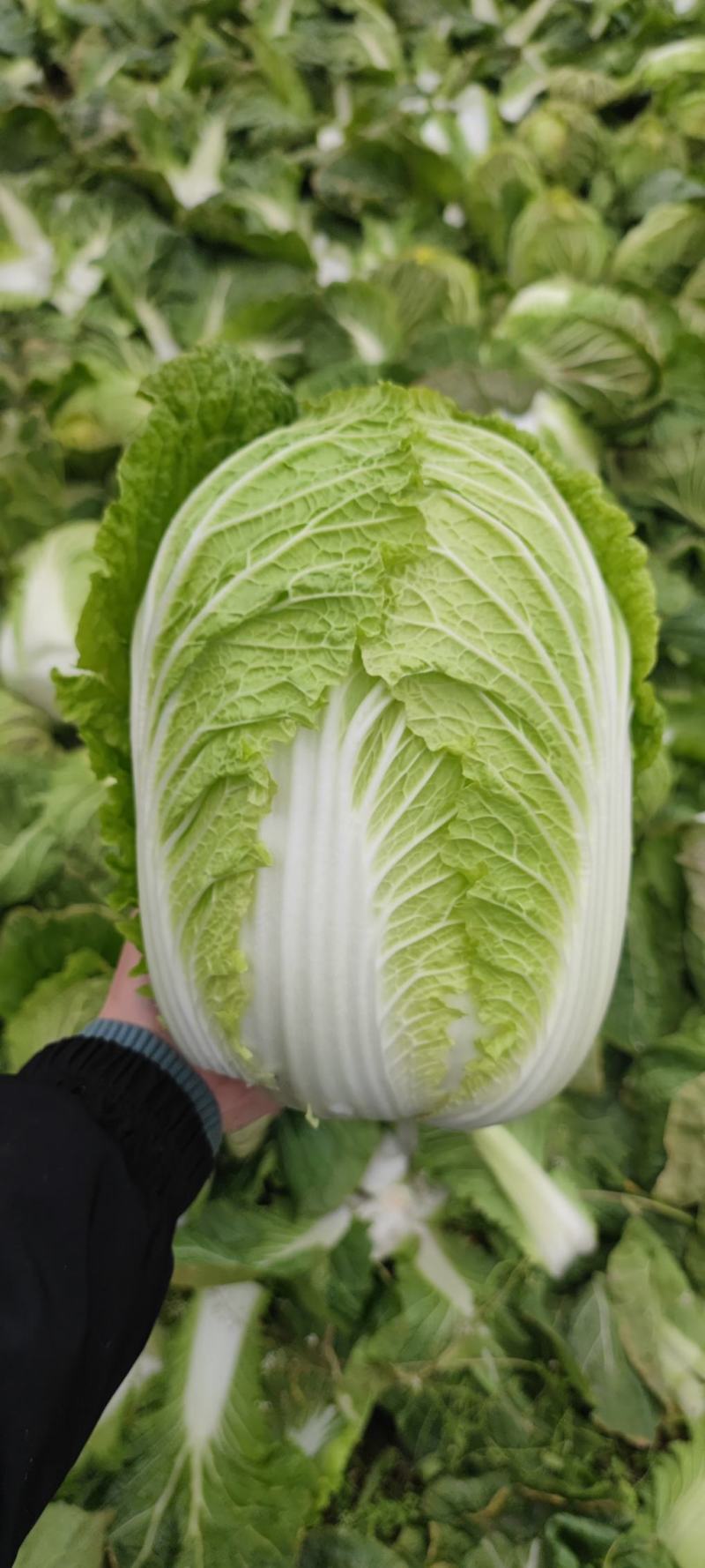 精品黄心大白菜净菜，456斤，质量保证，价格便宜，要的联