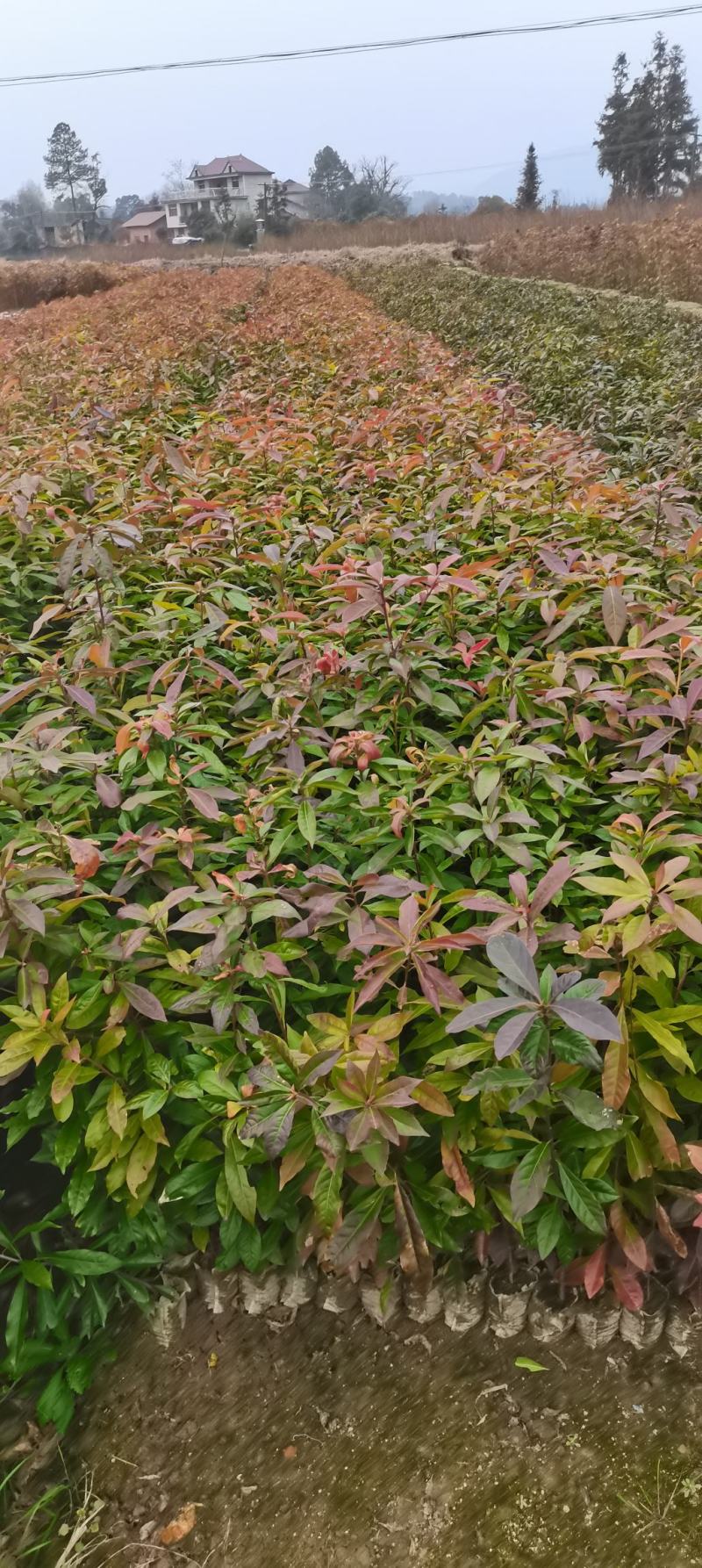 一年生木荷杯苗，当年新苗，田苗大量供应