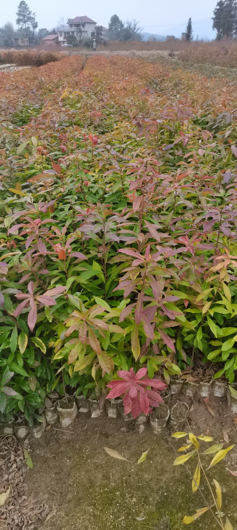 一年生木荷杯苗，当年新苗，田苗大量供应