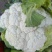 云南高原白花菜