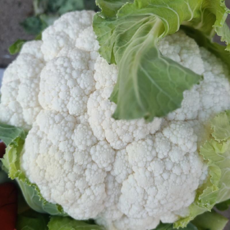 云南高原白花菜