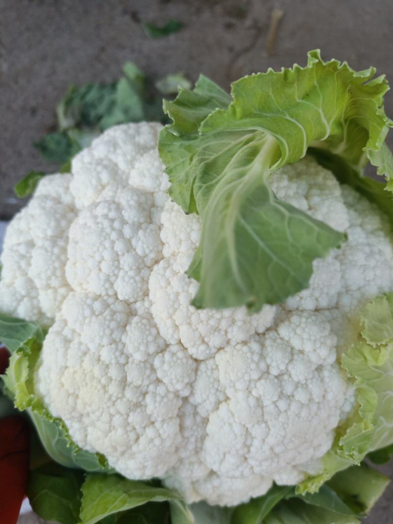 云南高原白花菜