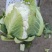 云南高原白花菜