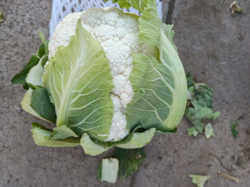 云南高原白花菜