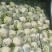 云南高原白花菜