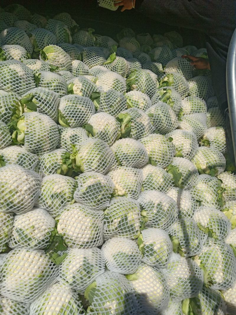 云南高原白花菜