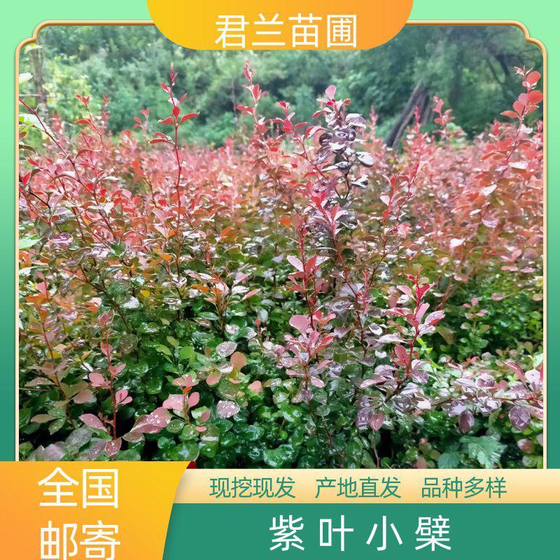紫叶小檗小苗紫叶小檗当年苗紫叶小檗苗现货发货