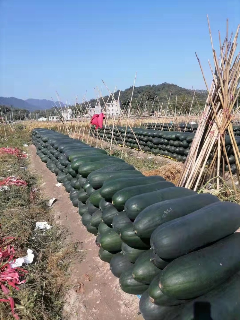 【精品】年销百万颗桌艺岀口型冬瓜苗广东地区，量大价优