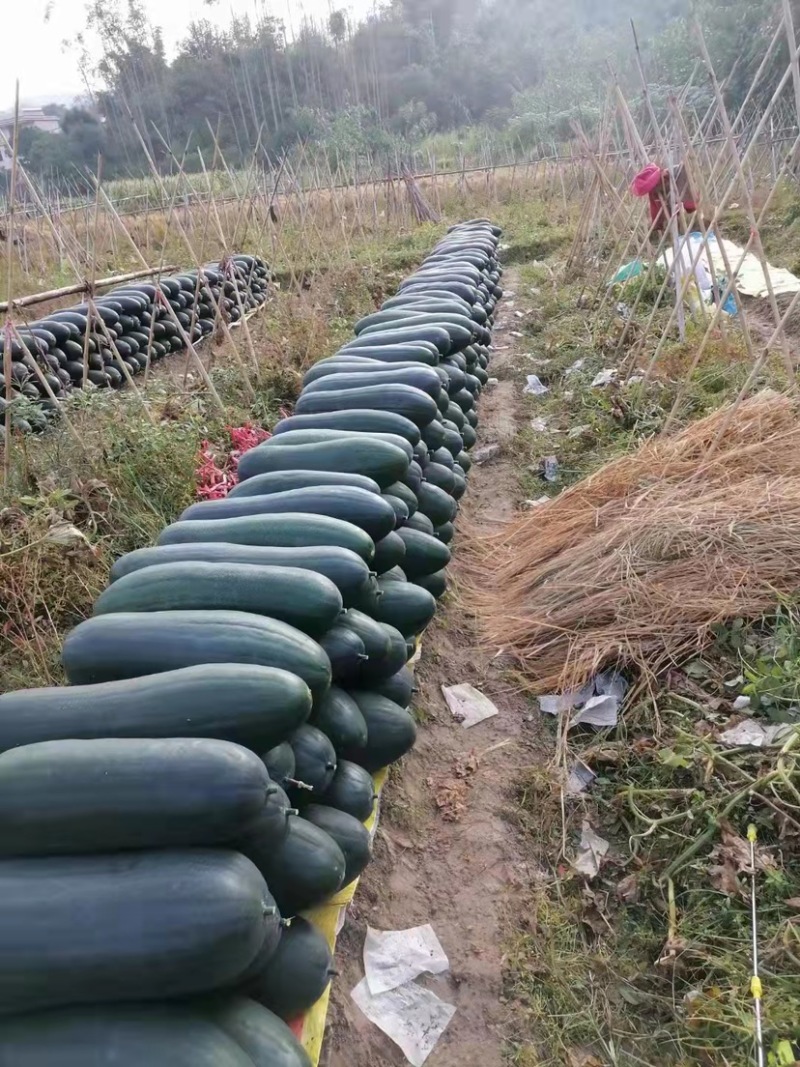 【精品】年销百万颗桌艺岀口型冬瓜苗广东地区，量大价优
