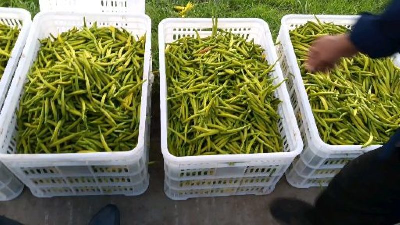 产地热销【黄花菜】山西万亩黄花基地。宋姐采摘直销！