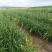 产地热销【黄花菜】山西万亩黄花基地。宋姐采摘直销！