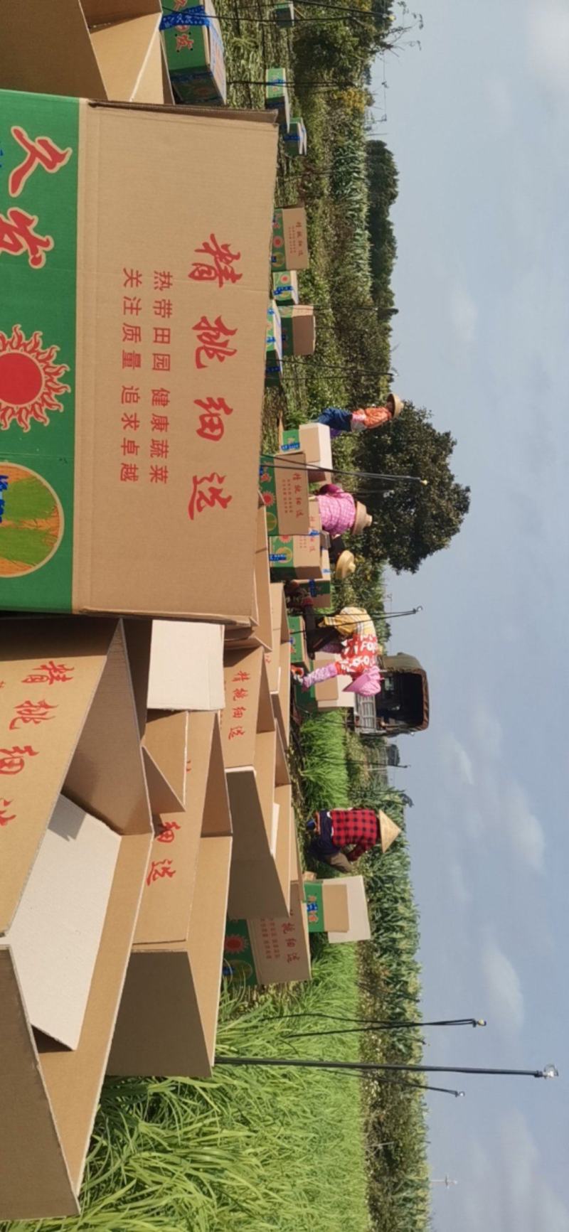 来自中国大陆最南端，长寿之乡广东省徐闻县大叶韭菜绿色食品