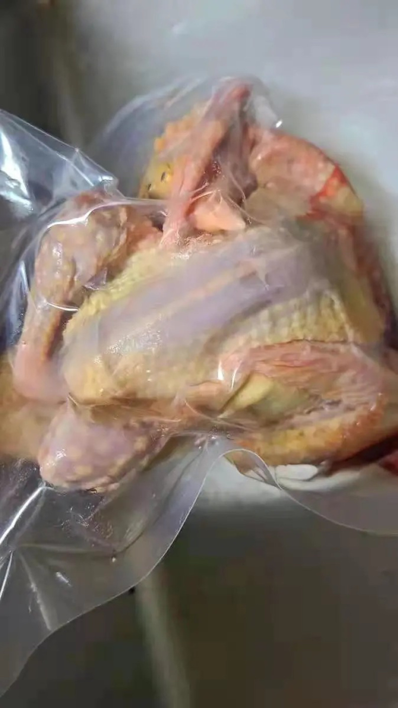 乳鸽原粮乳鸽白条鸽老鸽子长期供应厂家批发