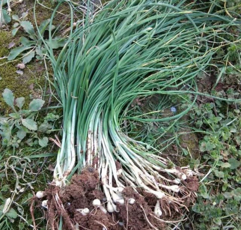 野菜，野葱，沙葱。山地纯野生的，春天的味道，大自然的恩赐