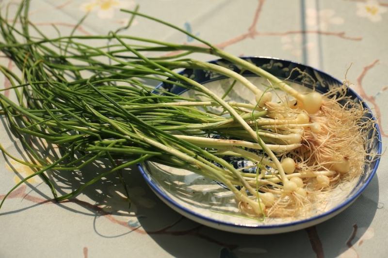 野菜，野葱，沙葱。山地纯野生的，春天的味道，大自然的恩赐