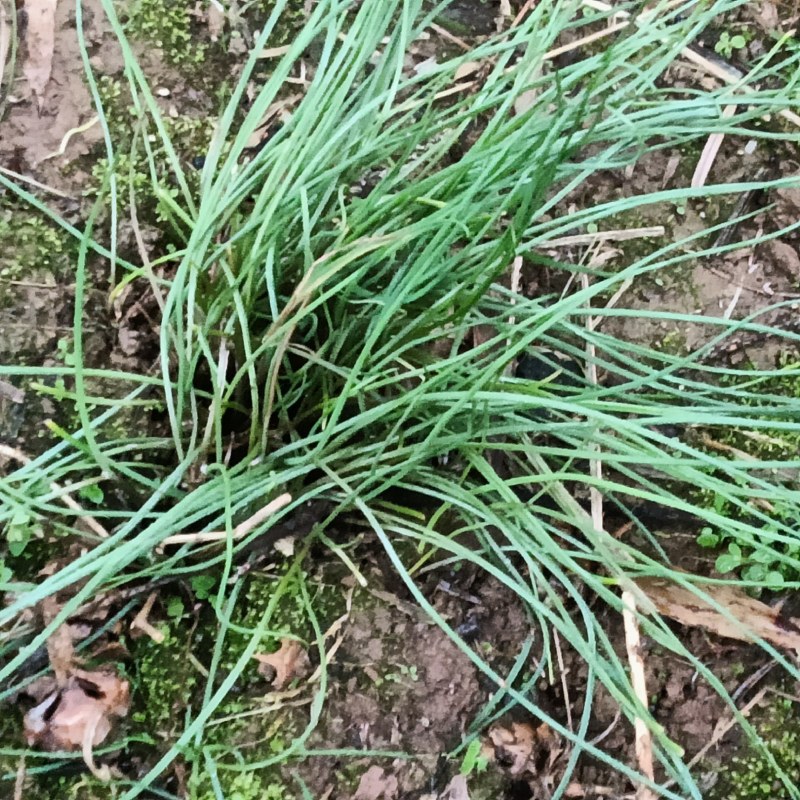 野菜，野葱，沙葱。山地纯野生的，春天的味道，大自然的恩赐