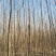 107速生杨树苗，107速生杨树苗插断，107速生杨种条