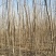 107速生杨树苗，107速生杨树苗插断，107速生杨种条