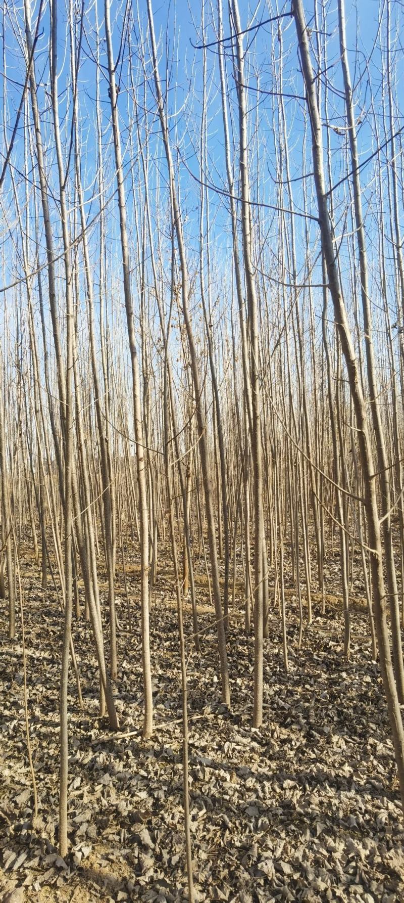 107速生杨树苗，107速生杨树苗插断，107速生杨种条