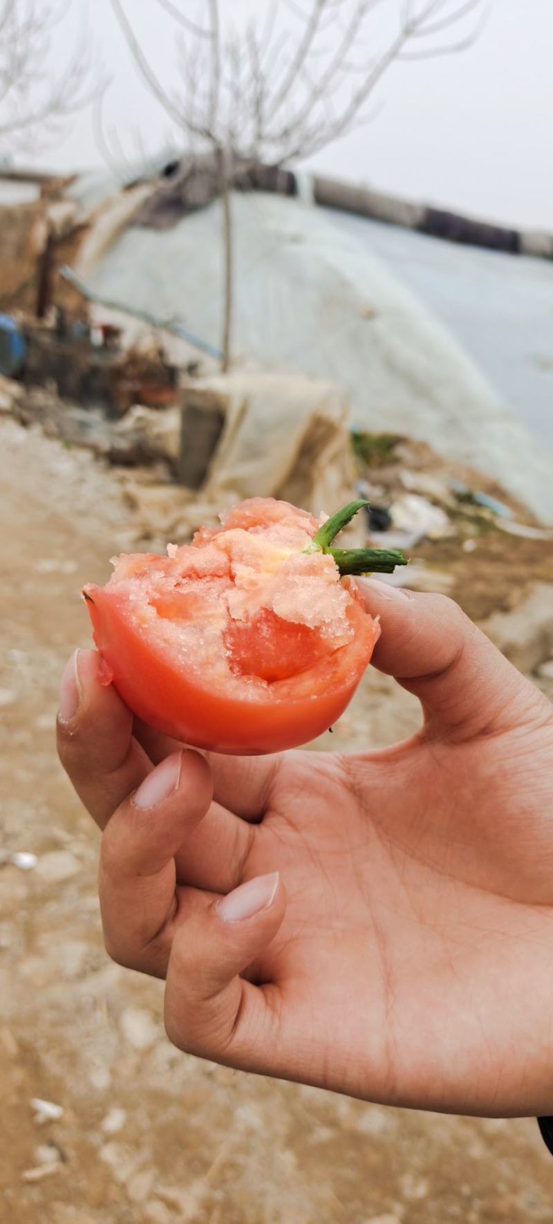 泾阳普罗旺斯西红柿产地直发，支持一件代发