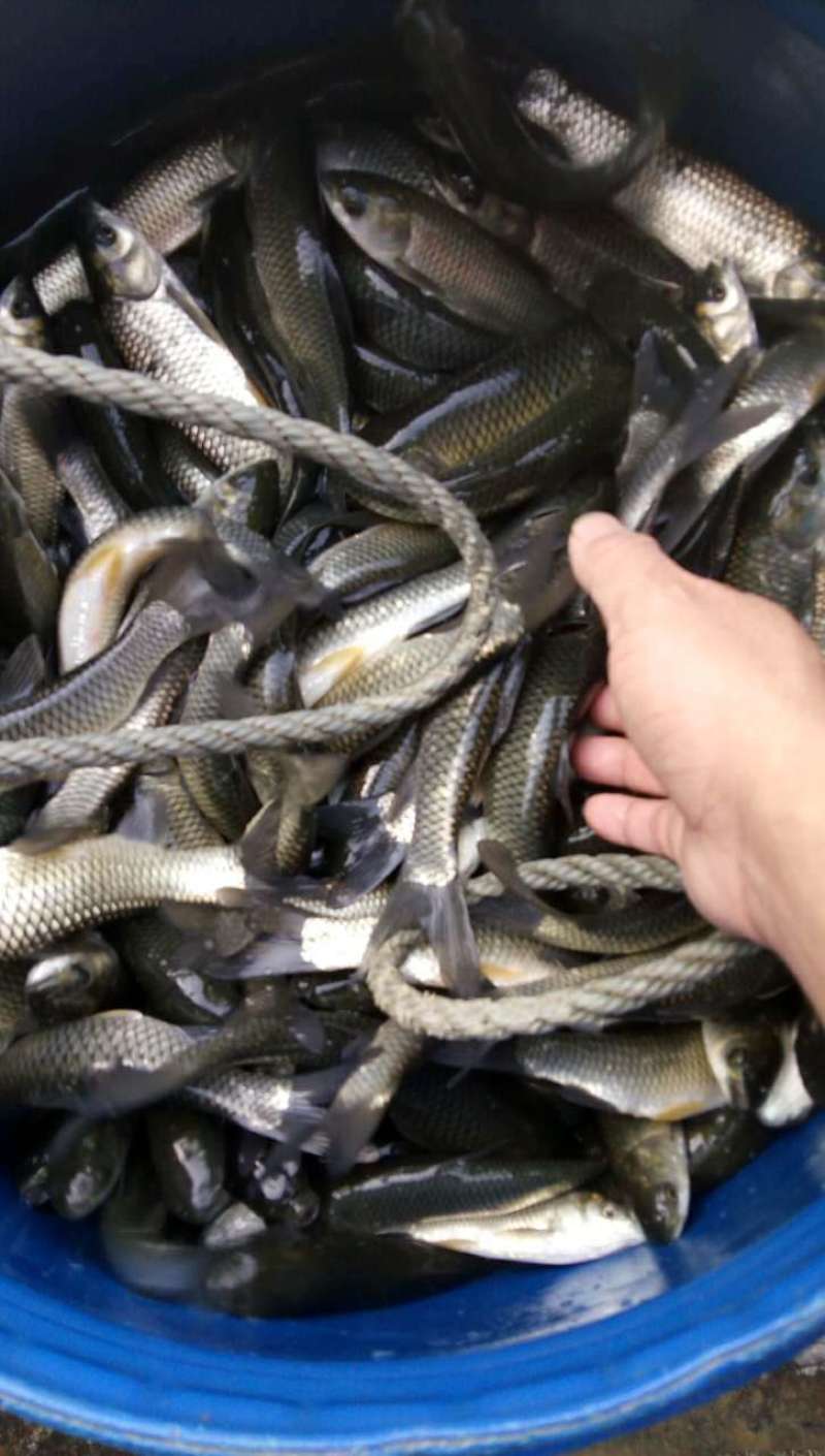 草鱼苗