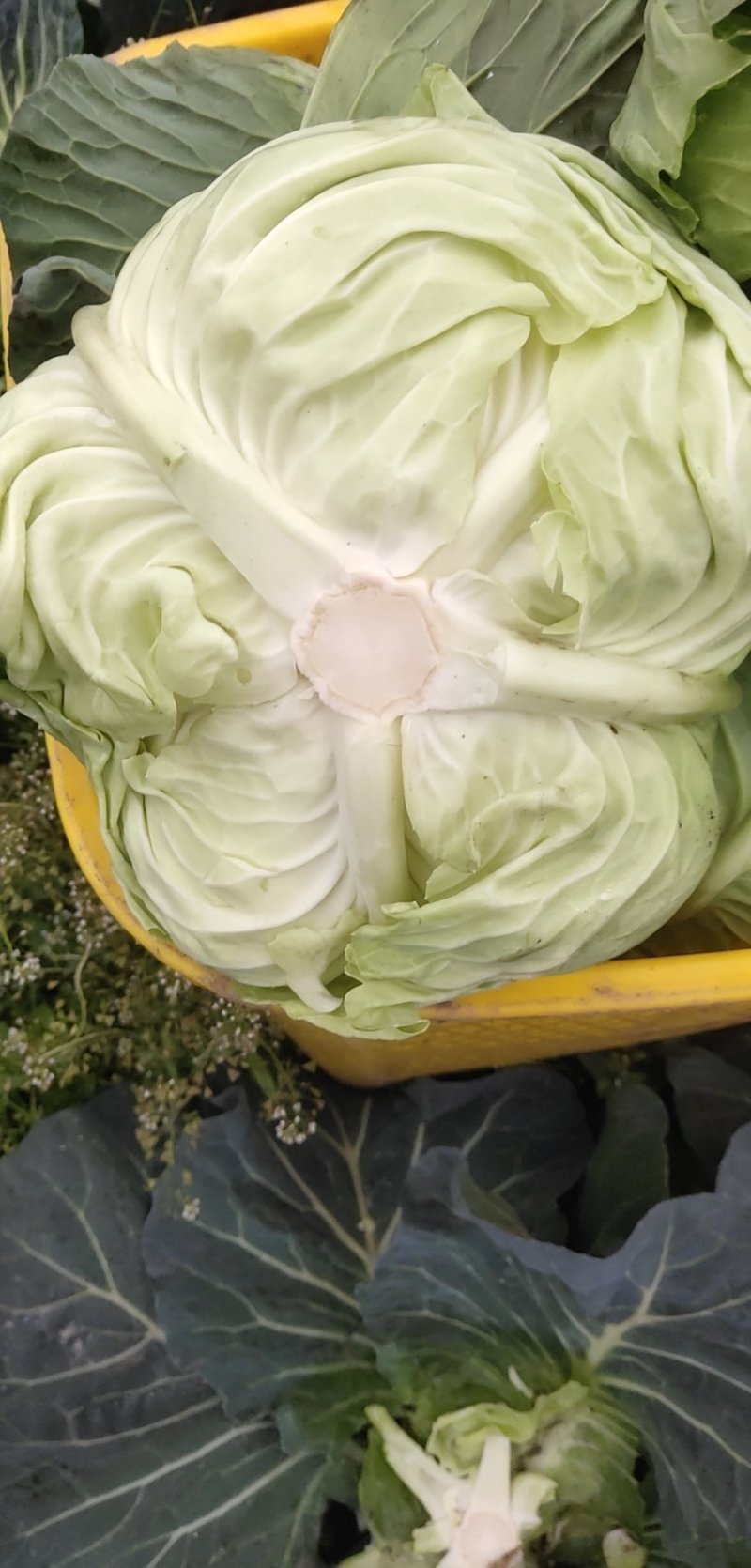 精品冬青厚叶耐运输