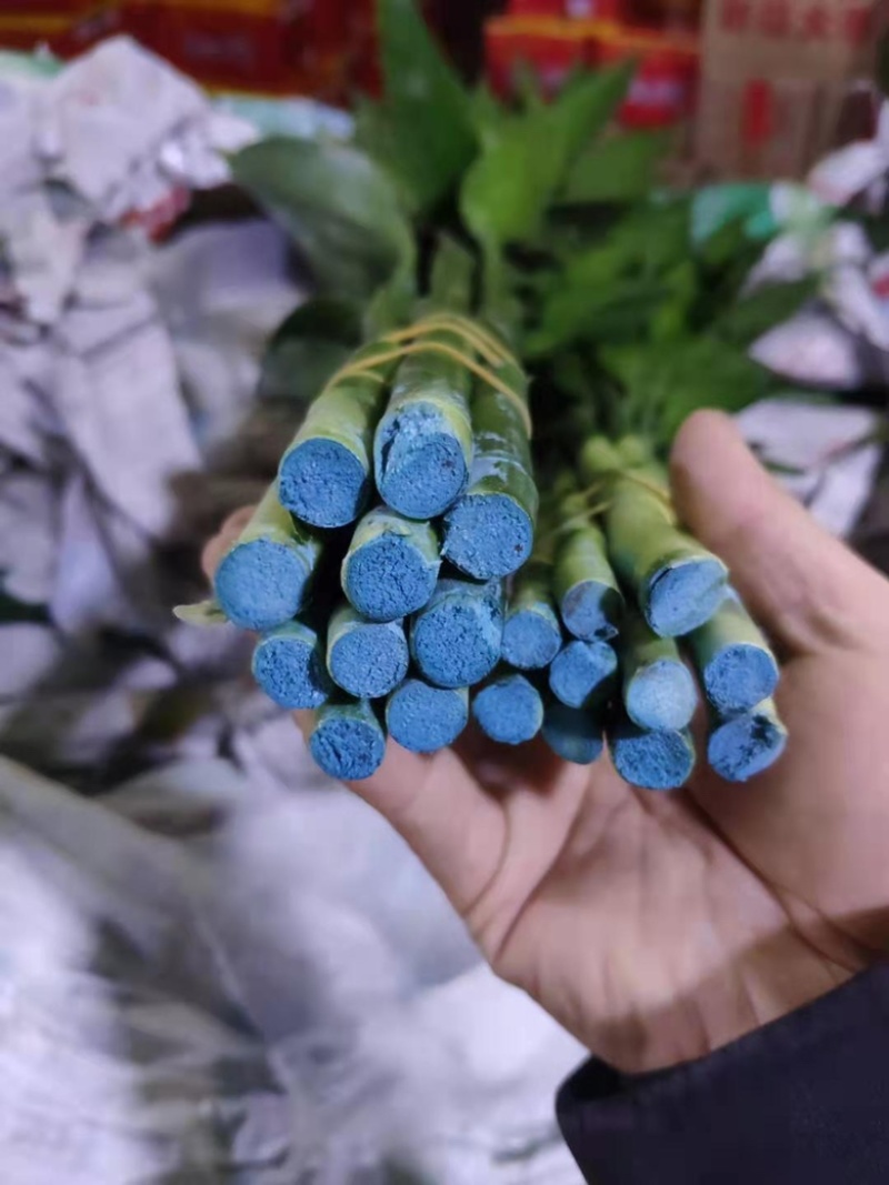 富贵竹海南富贵竹家庭观赏花基地批发直发全国