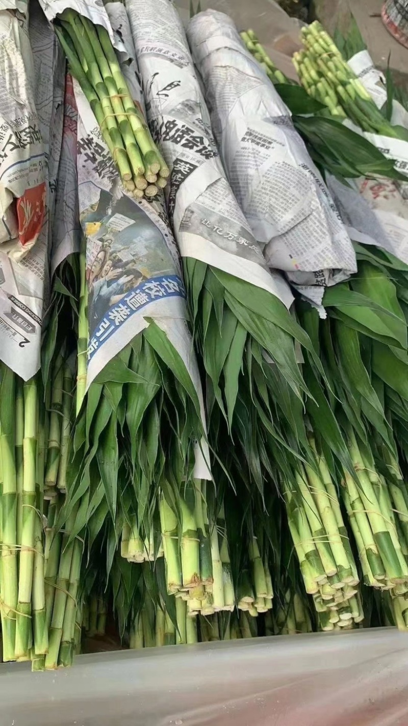富贵竹海南富贵竹家庭观赏花基地批发直发全国