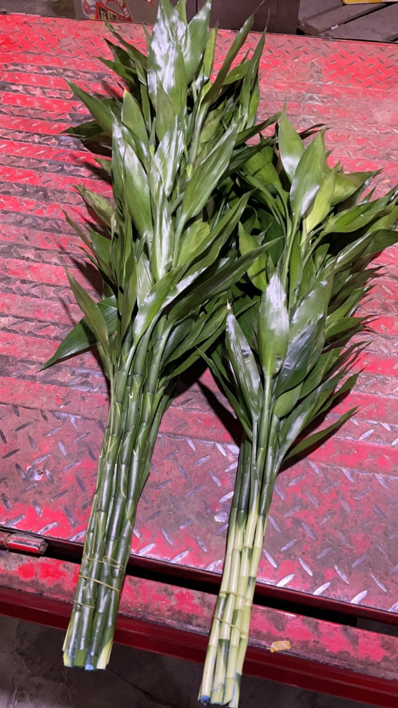 富贵竹海南富贵竹家庭观赏花基地批发直发全国