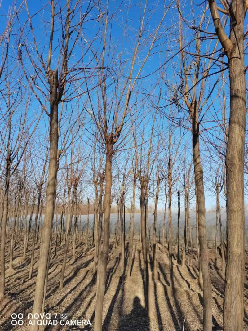 保定刺槐基地。洋槐。白花刺槐当天起苗当天发货。