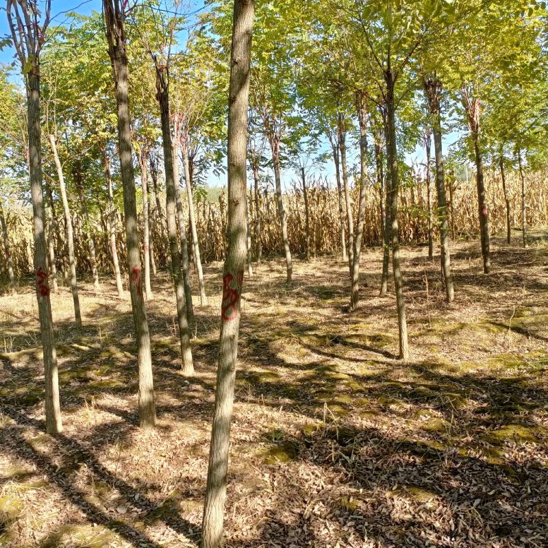 保定刺槐基地。洋槐。白花刺槐当天起苗当天发货。