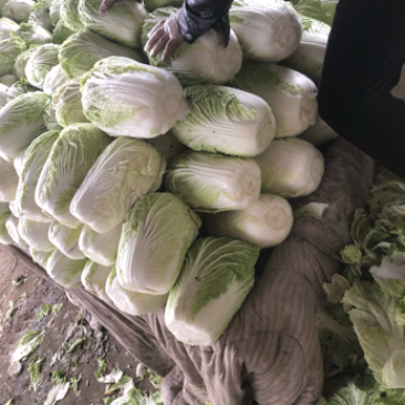 精品库存白菜，大量出库，需要的可以联系，价格不高