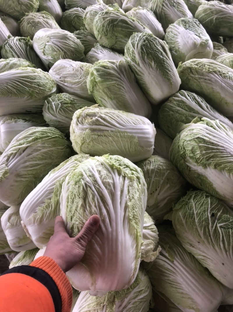精品库存白菜，大量出库，需要的可以联系，价格不高