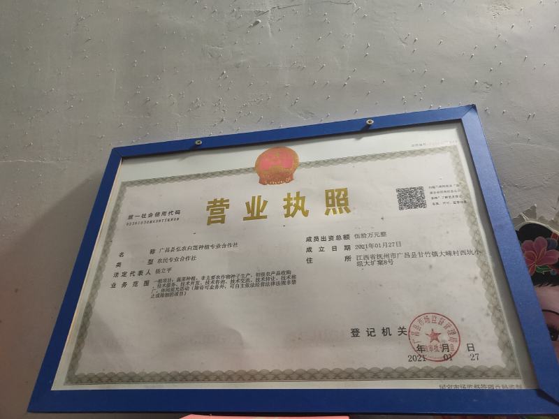 太空36号品种，本基地直供，提供技术指导，包回收产品。