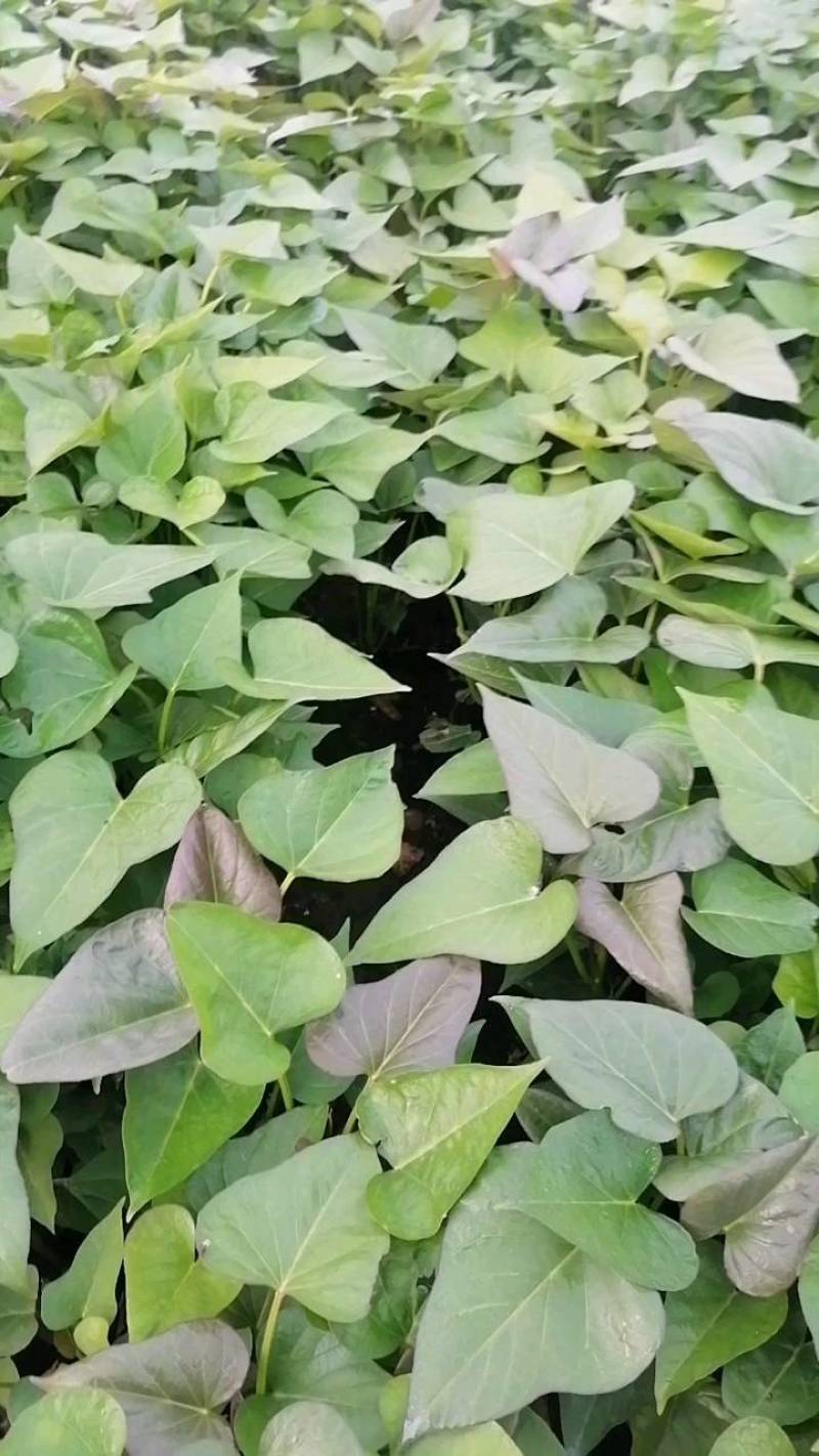 河南西瓜红红薯苗家庭农场种薯种苗基地一手货源价格便宜