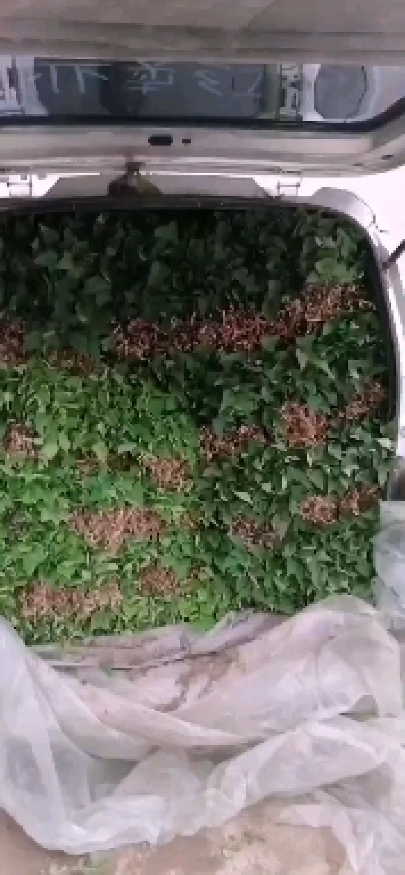 河南西瓜红红薯苗家庭农场种薯种苗基地一手货源价格便宜