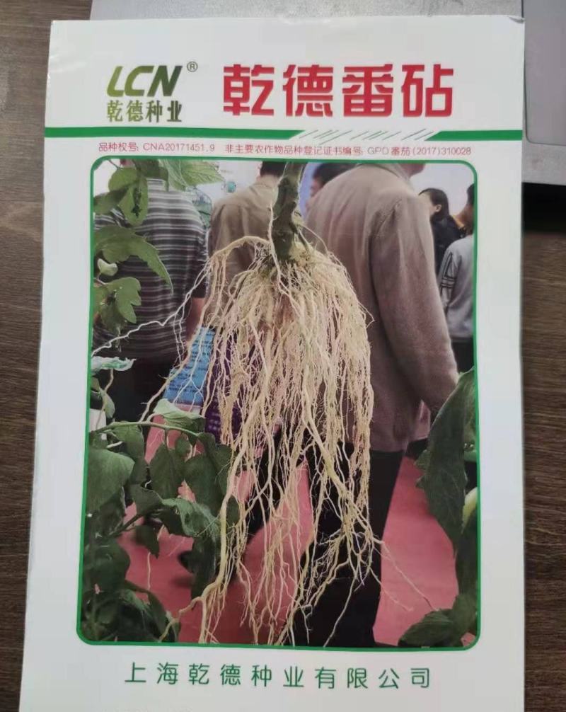 【包邮】乾德番砧抗线虫长势旺不早衰亲和力强番茄嫁接砧木